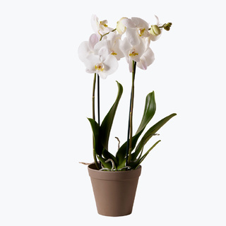 To-grenet, hvit orkidé med potte