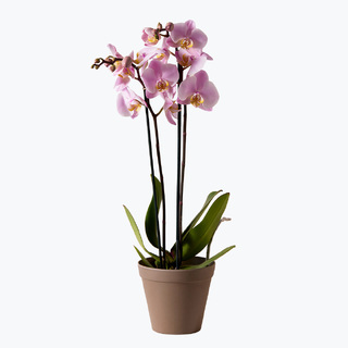 To-grenet, rosa orkidé med potte
